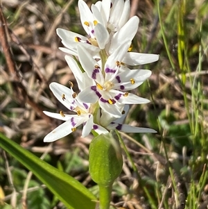 Wurmbea dioica subsp. dioica at Whitlam, ACT - 18 Sep 2024