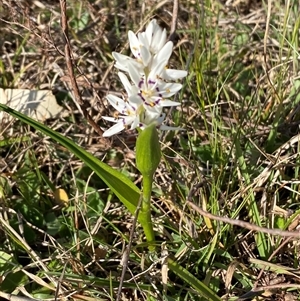 Wurmbea dioica subsp. dioica at Whitlam, ACT - 18 Sep 2024