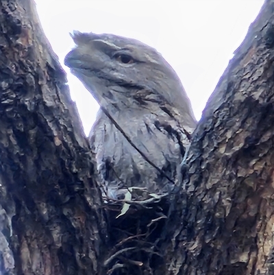 Podargus strigoides (Tawny Frogmouth) at McKellar, ACT - 18 Sep 2024 by Jiggy