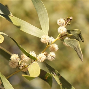 Acacia melanoxylon at Belconnen, ACT - 16 Sep 2024