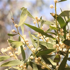 Acacia melanoxylon at Belconnen, ACT - 16 Sep 2024