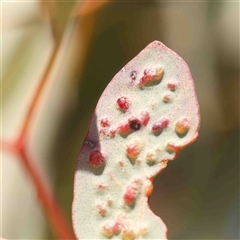 Unverified Unverified Insect Gall at Belconnen, ACT - 16 Sep 2024 by ConBoekel