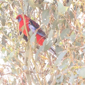 Platycercus elegans at Nicholls, ACT - 16 Sep 2024