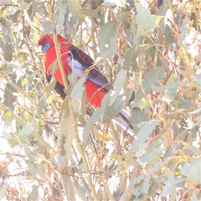 Platycercus elegans (Crimson Rosella) at Nicholls, ACT - 16 Sep 2024 by ConBoekel