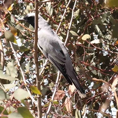 Coracina novaehollandiae (Black-faced Cuckooshrike) at Nicholls, ACT - 16 Sep 2024 by ConBoekel