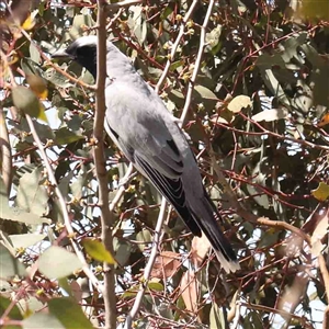 Coracina novaehollandiae at Nicholls, ACT - 16 Sep 2024