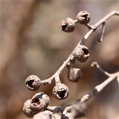 Eucalyptus macrorhyncha subsp. macrorhyncha (Red Stringybark) at Nicholls, ACT - 16 Sep 2024 by ConBoekel