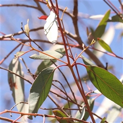 Eucalyptus macrorhyncha subsp. macrorhyncha at Nicholls, ACT - 16 Sep 2024