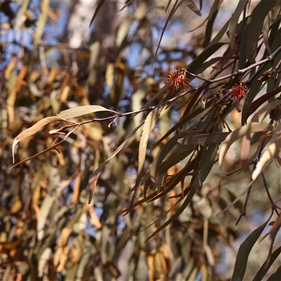 Amyema sp. (Mistletoe) at Nicholls, ACT - 16 Sep 2024 by ConBoekel