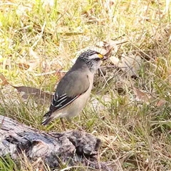 Pardalotus striatus (Striated Pardalote) at Nicholls, ACT - 16 Sep 2024 by ConBoekel