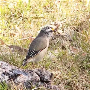 Pardalotus striatus at Nicholls, ACT - 16 Sep 2024