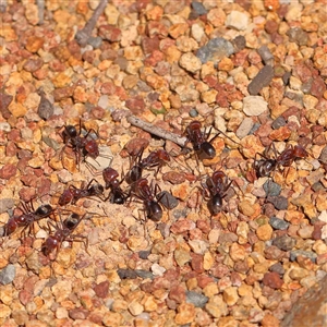 Iridomyrmex purpureus at Nicholls, ACT - 16 Sep 2024 12:19 PM