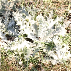 Onopordum acanthium (Scotch Thistle) at Nicholls, ACT - 16 Sep 2024 by ConBoekel