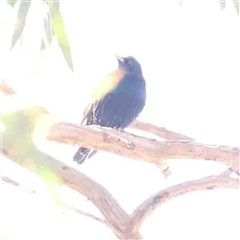 Sturnus vulgaris (Common Starling) at Nicholls, ACT - 16 Sep 2024 by ConBoekel