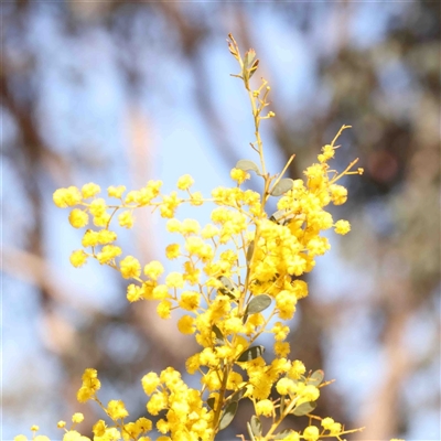 Acacia buxifolia subsp. buxifolia (Box-leaf Wattle) at Nicholls, ACT - 16 Sep 2024 by ConBoekel