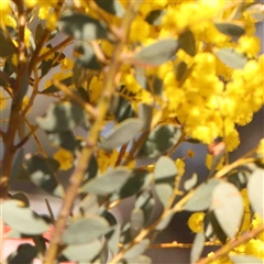 Acacia buxifolia subsp. buxifolia at Nicholls, ACT - 16 Sep 2024 12:25 PM