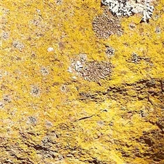 Unverified Lichen at Nicholls, ACT - 16 Sep 2024 by ConBoekel