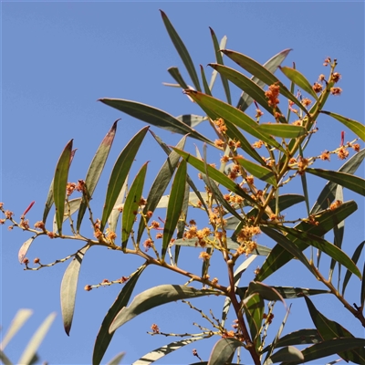 Acacia rubida (Red-stemmed Wattle, Red-leaved Wattle) at Nicholls, ACT - 16 Sep 2024 by ConBoekel