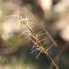 Aristida ramosa (Purple Wire Grass) at Nicholls, ACT - 16 Sep 2024 by ConBoekel