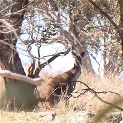 Macropus giganteus (Eastern Grey Kangaroo) at Nicholls, ACT - 16 Sep 2024 by ConBoekel