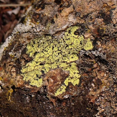 Unidentified Lichen at Nicholls, ACT - 16 Sep 2024 by ConBoekel