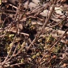 Brachyloma daphnoides (Daphne Heath) at Nicholls, ACT - 16 Sep 2024 by ConBoekel