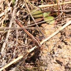 Diplacodes bipunctata (Wandering Percher) at Nicholls, ACT - 16 Sep 2024 by ConBoekel