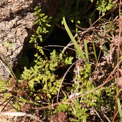 Cheilanthes sieberi (Rock Fern) at Nicholls, ACT - 16 Sep 2024 by ConBoekel