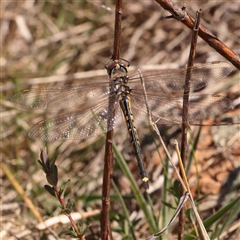 Hemicordulia tau (Tau Emerald) at Nicholls, ACT - 16 Sep 2024 by ConBoekel