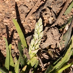 Holcus lanatus at Nicholls, ACT - 16 Sep 2024 by ConBoekel