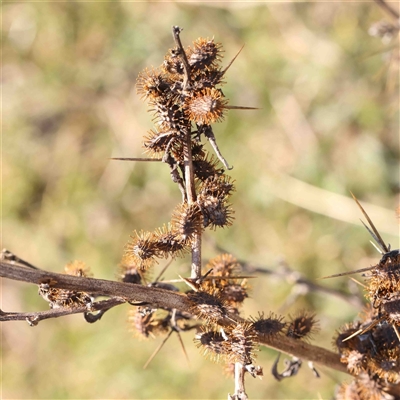 Xanthium spinosum (Bathurst Burr) at Nicholls, ACT - 16 Sep 2024 by ConBoekel