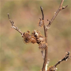 Xanthium spinosum at Nicholls, ACT - 16 Sep 2024 02:06 PM