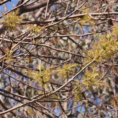 Fraxinus sp. (An Ash) at Nicholls, ACT - 16 Sep 2024 by ConBoekel