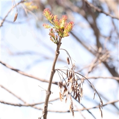 Fraxinus sp. at Nicholls, ACT - 16 Sep 2024