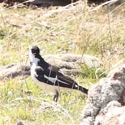 Grallina cyanoleuca (Magpie-lark) at Nicholls, ACT - 16 Sep 2024 by ConBoekel