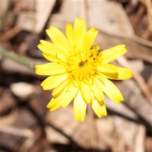 Hypochaeris radicata at Nicholls, ACT - 16 Sep 2024 02:20 PM