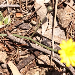 Hypochaeris radicata at Nicholls, ACT - 16 Sep 2024 02:20 PM