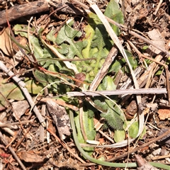 Hypochaeris radicata at Nicholls, ACT - 16 Sep 2024 02:20 PM