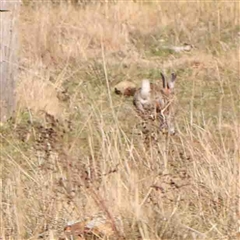 Oryctolagus cuniculus (European Rabbit) at Nicholls, ACT - 16 Sep 2024 by ConBoekel