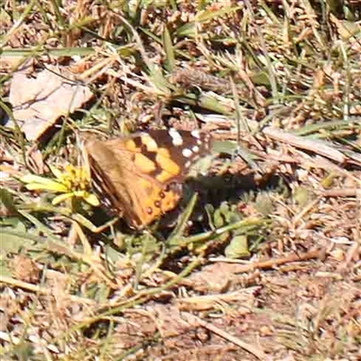 Vanessa kershawi (Australian Painted Lady) at Nicholls, ACT - 16 Sep 2024 by ConBoekel