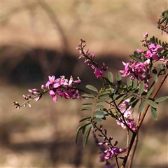 Indigofera australis subsp. australis (Australian Indigo) at Nicholls, ACT - 16 Sep 2024 by ConBoekel