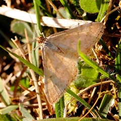 Scopula rubraria (Reddish Wave, Plantain Moth) at Nicholls, ACT - 16 Sep 2024 by ConBoekel