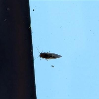 Psyllidae sp. (family) (Unidentified psyllid or lerp insect) at Watson, ACT - 18 Sep 2024 by AniseStar