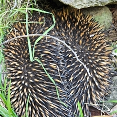 Tachyglossus aculeatus (Short-beaked Echidna) at Burrinjuck, NSW - 18 Sep 2024 by Bidge