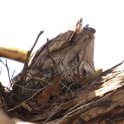 Podargus strigoides (Tawny Frogmouth) at Kambah, ACT - 18 Sep 2024 by JohnBundock