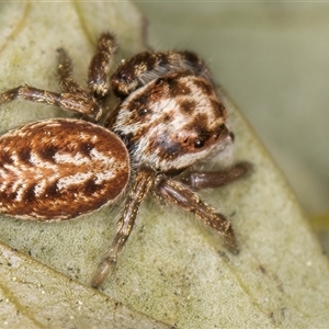 Opisthoncus sp. (genus) at Melba, ACT - 17 Sep 2024 01:30 PM