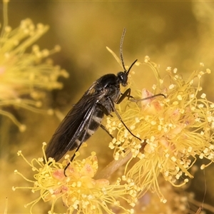 Sciaridae sp. (family) at Melba, ACT - 17 Sep 2024