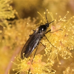 Sciaridae sp. (family) at Melba, ACT - 17 Sep 2024