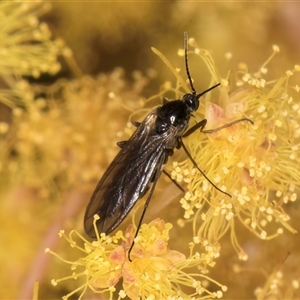 Sciaridae sp. (family) at Melba, ACT - 17 Sep 2024