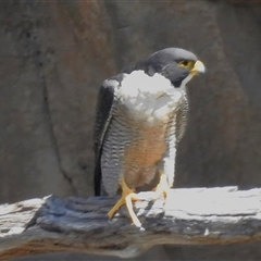 Falco peregrinus (Peregrine Falcon) at Kambah, ACT - 17 Sep 2024 by JohnBundock